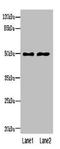 Divergent Protein Kinase Domain 1A antibody, orb31585, Biorbyt, Western Blot image 