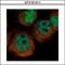 Ribosomal Protein S27a antibody, GTX101411, GeneTex, Immunofluorescence image 