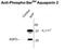 Aquaporin 2 antibody, NBP1-48313, Novus Biologicals, Western Blot image 