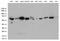 Delta-1-pyrroline-5-carboxylate dehydrogenase, mitochondrial antibody, LS-C793101, Lifespan Biosciences, Western Blot image 
