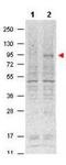 STAT5A antibody, TA319572, Origene, Western Blot image 