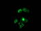 Nudix Hydrolase 6 antibody, TA502334, Origene, Immunofluorescence image 