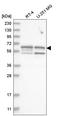 SHC Adaptor Protein 3 antibody, HPA031427, Atlas Antibodies, Western Blot image 