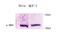 Mitogen-Activated Protein Kinase Kinase 1 antibody, STJ98639, St John