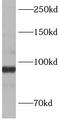 Anaphase-promoting complex subunit 4 antibody, FNab00477, FineTest, Western Blot image 