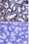 Erythropoietin antibody, PA1-30182, Invitrogen Antibodies, Immunohistochemistry frozen image 