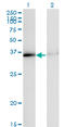 Heterogeneous Nuclear Ribonucleoprotein A1 antibody, LS-C197429, Lifespan Biosciences, Western Blot image 