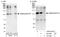 Ankyrin Repeat Domain 28 antibody, A300-974A, Bethyl Labs, Immunoprecipitation image 