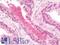 Lysine-specific histone demethylase 1B antibody, LS-B10141, Lifespan Biosciences, Immunohistochemistry frozen image 