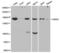 SIN3 Transcription Regulator Family Member A antibody, A01203, Boster Biological Technology, Western Blot image 