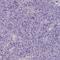 CES2 antibody, HPA018897, Atlas Antibodies, Immunohistochemistry paraffin image 