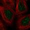 Homeobox protein engrailed-2 antibody, HPA069809, Atlas Antibodies, Immunofluorescence image 