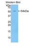 Bone Morphogenetic Protein 1 antibody, LS-C305609, Lifespan Biosciences, Western Blot image 