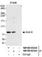 SAS-6 Centriolar Assembly Protein antibody, NB100-93342, Novus Biologicals, Immunoprecipitation image 