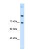 Solute Carrier Family 7 Member 4 antibody, NBP1-59750, Novus Biologicals, Western Blot image 