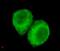 Jumonji Domain Containing 6, Arginine Demethylase And Lysine Hydroxylase antibody, GTX49192, GeneTex, Immunocytochemistry image 