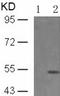 Phosphatidylinositol-3,4,5-trisphosphate 3-phosphatase and dual-specificity protein phosphatase PTEN antibody, TA323700, Origene, Western Blot image 