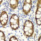 GIPC PDZ Domain Containing Family Member 2 antibody, 14-333, ProSci, Immunohistochemistry paraffin image 