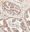 BCL2 Interacting Protein 3 Like antibody, TA336844, Origene, Immunohistochemistry paraffin image 
