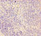 Desmoglein 3 antibody, A54910-100, Epigentek, Immunohistochemistry paraffin image 
