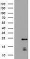 PYD And CARD Domain Containing antibody, TA800080, Origene, Western Blot image 
