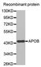 Apolipoprotein B antibody, MBS126148, MyBioSource, Western Blot image 