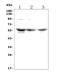 Cyclin Dependent Kinase 16 antibody, A06102-1, Boster Biological Technology, Western Blot image 