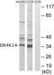 Olfactory Receptor Family 4 Subfamily K Member 14 antibody, PA5-39672, Invitrogen Antibodies, Western Blot image 