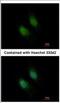 Syntaxin-binding protein 2 antibody, NBP2-20527, Novus Biologicals, Immunofluorescence image 