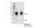 CD79b Molecule antibody, 96024S, Cell Signaling Technology, Immunoprecipitation image 