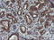 Acyl-CoA Binding Domain Containing 3 antibody, LS-C173993, Lifespan Biosciences, Immunohistochemistry frozen image 