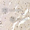 ArfGAP With FG Repeats 1 antibody, A6294, ABclonal Technology, Immunohistochemistry paraffin image 