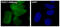 NAD(P)H Quinone Dehydrogenase 1 antibody, M00494, Boster Biological Technology, Immunofluorescence image 