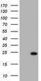 KRAS Proto-Oncogene, GTPase antibody, TA801226, Origene, Western Blot image 
