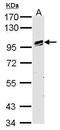 Odd-Skipped Related Transcription Factor 1 antibody, PA5-28962, Invitrogen Antibodies, Western Blot image 