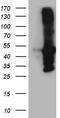 Amidohydrolase Domain Containing 1 antibody, TA809890, Origene, Western Blot image 