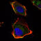 Hyaluronan Synthase 1 antibody, M04784, Boster Biological Technology, Immunofluorescence image 