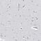 Proteasome Subunit Beta 10 antibody, PA5-56404, Invitrogen Antibodies, Immunohistochemistry frozen image 