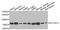 Proton myo-inositol cotransporter antibody, A9993, ABclonal Technology, Western Blot image 