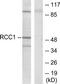 HAP antibody, TA312377, Origene, Western Blot image 
