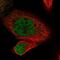 RNA Polymerase II Subunit J antibody, NBP2-46733, Novus Biologicals, Immunofluorescence image 