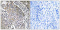 Serine protease inhibitor Kazal-type 6 antibody, abx014853, Abbexa, Western Blot image 