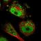 PAX Interacting Protein 1 antibody, HPA016950, Atlas Antibodies, Immunofluorescence image 