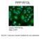 Protein Phosphatase 1 Regulatory Subunit 13 Like antibody, PA5-40602, Invitrogen Antibodies, Immunohistochemistry frozen image 