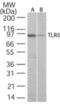 Toll Like Receptor 5 antibody, ALX-804-598-C100, Enzo Life Sciences, Western Blot image 