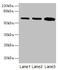 Serine palmitoyltransferase 2 antibody, CSB-PA022640LA01HU, Cusabio, Western Blot image 