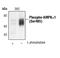 Protein Kinase AMP-Activated Catalytic Subunit Alpha 1 antibody, PA5-17542, Invitrogen Antibodies, Western Blot image 