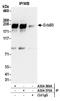 Receptor tyrosine-protein kinase erbB-3 antibody, A304-369A, Bethyl Labs, Immunoprecipitation image 