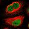 Myocyte Enhancer Factor 2D antibody, NBP1-85795, Novus Biologicals, Immunocytochemistry image 