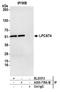 Lysophospholipid acyltransferase LPCAT4 antibody, A305-778A-M, Bethyl Labs, Immunoprecipitation image 